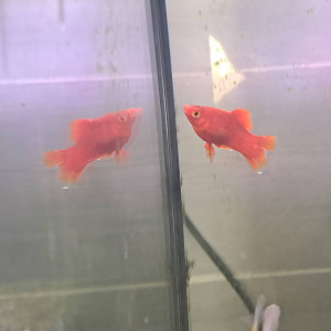 Platy Rouge