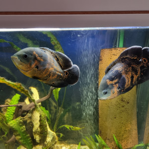 Astronotus ocellatus red tiger