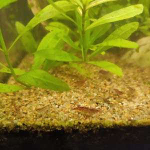Crevettes Red cherry déclassé