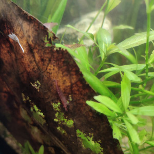 Crevettes Red cherry déclassé