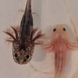 Axolotls juvéniles