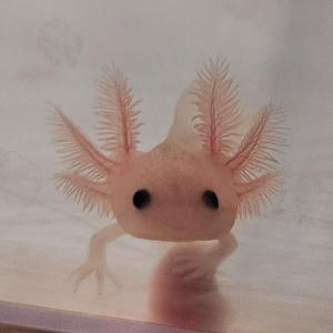 Axolotls juvéniles