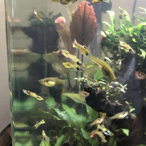 Guppy endler Tiger