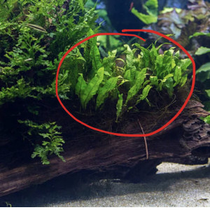 Microsorum fougère de Java