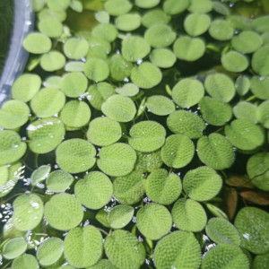 Salvinia plante flottante