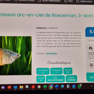 poisson arc en ciel