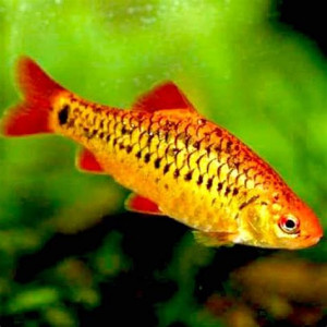 Don poisson