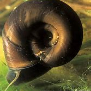 escargoys planorbes