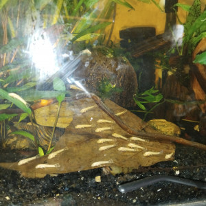Ancistrus
