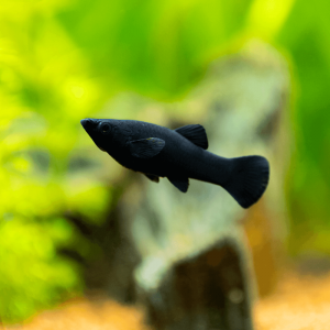 Récupère poisson