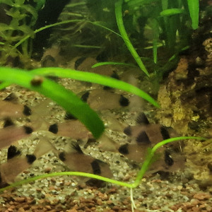 Corydoras Panda - lot de 6