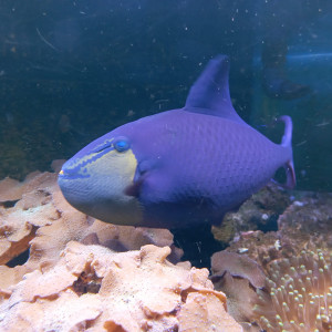 Baliste Odonus Niger