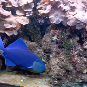 Baliste Odonus Niger