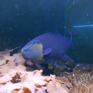 Baliste Odonus Niger