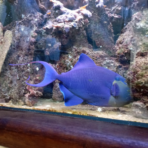 Baliste Odonus Niger
