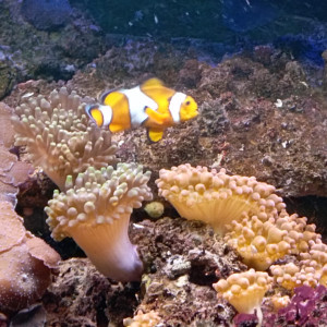 Poisson Océlaris