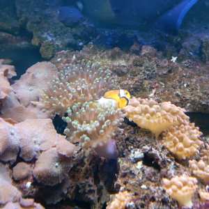 Poisson Océlaris