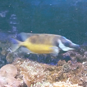 poisson  Tête de renard