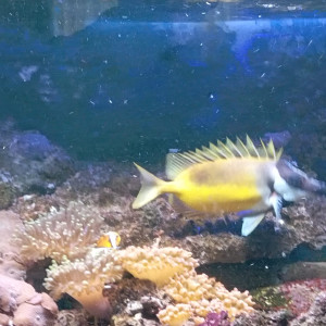 poisson  Tête de renard