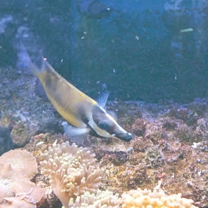poisson  Tête de renard