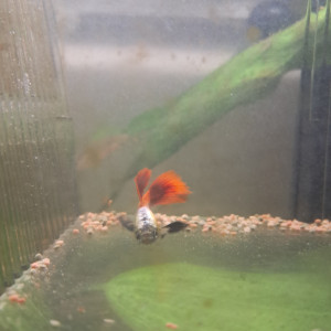 Guppy mâle  et alvins disponibles