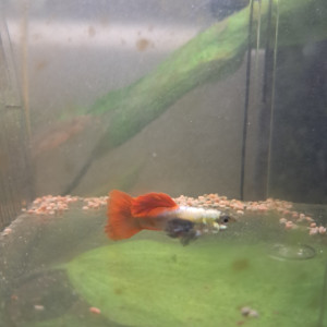 Guppy mâle  et alvins disponibles