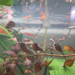 Guppy mâle  et alvins disponibles