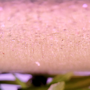 Lentilles d'eau