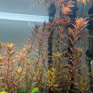 Rotala