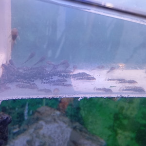 Ancistrus