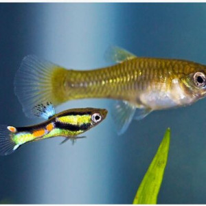 vend guppy