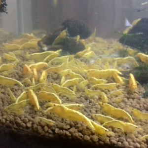 CREVETTE YELLOWS NEON