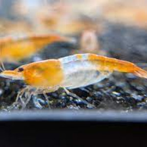 CREVETTE RILI ORANGE