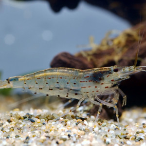 Crevette Japonica / Amano