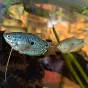 Gouramis bleu mâle