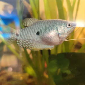 Gouramis bleu mâle