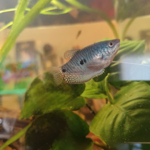 Gouramis bleu mâle