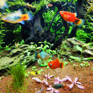 Donne 2 platys dont 1 Mickey urgent
