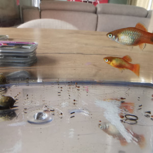Donne 2 platys dont 1 Mickey urgent