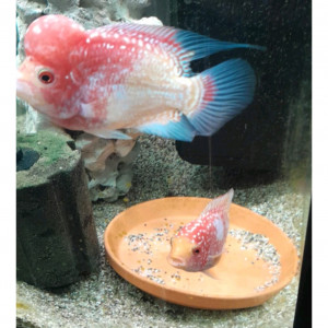 Flowerhorn