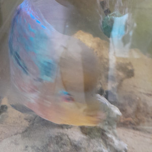 Flowerhorn