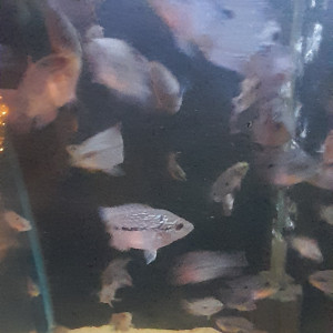 Flowerhorn