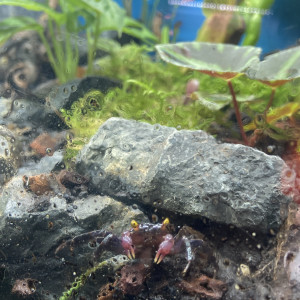 Crabe vampire