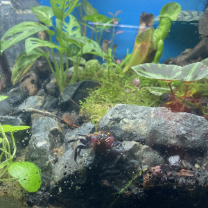 Crabe vampire