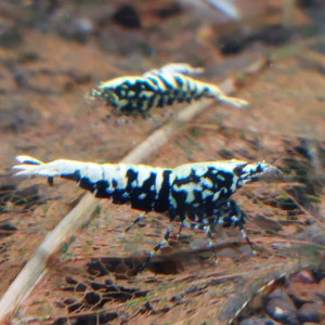 Lot de 12 Galaxy Fishbone issues de boas