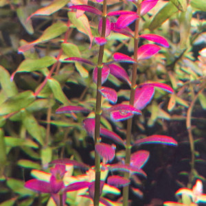 Rotala ramosior Florida