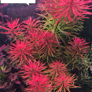 Ludwigia pantanal