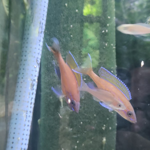 Paracyprichormis nigripinnis