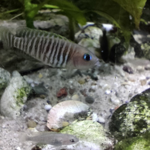 Neolamprologus multifasciatus