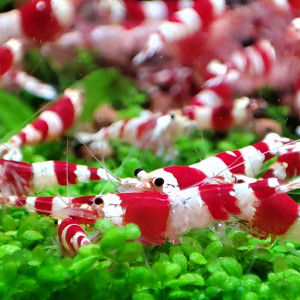 Crevettes red crystal (Promo)